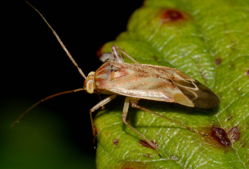 Miridae:   Taylorilygus apicalis